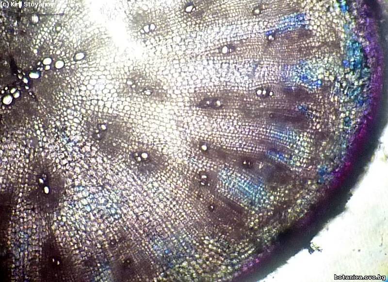 кореноплод на Raphanus sativus