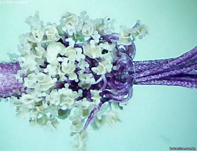 Сраснали тичинки на Malva sylvestris