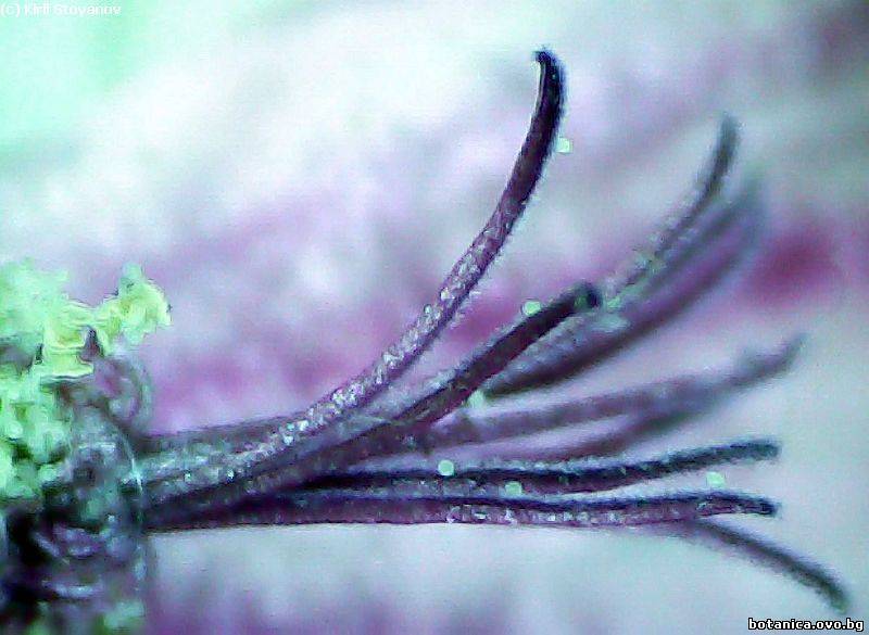 близалце на Malva sylvestris
