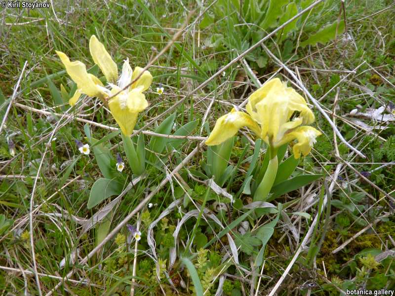 Iris pumila