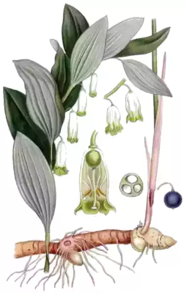 Polygonatum odoratum
