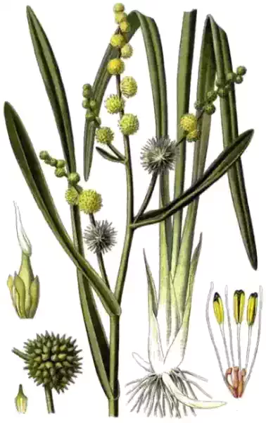 Sparganium erectum