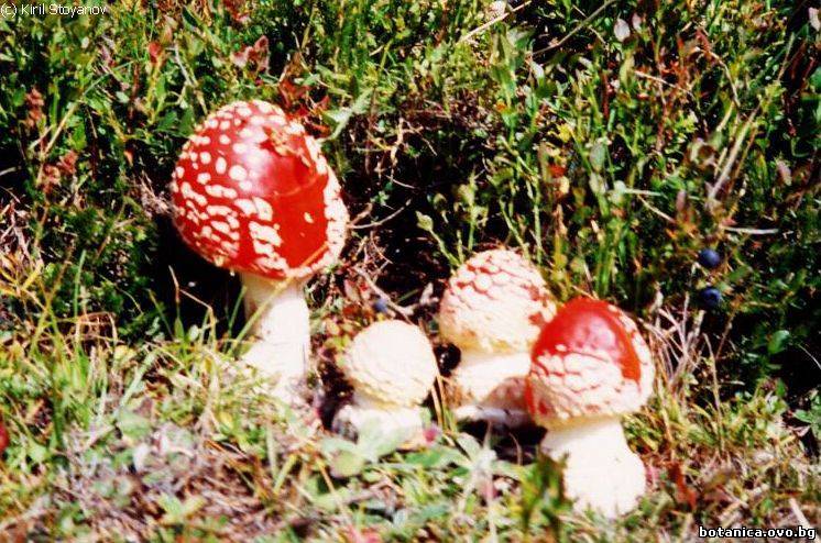 Amanita muscaria