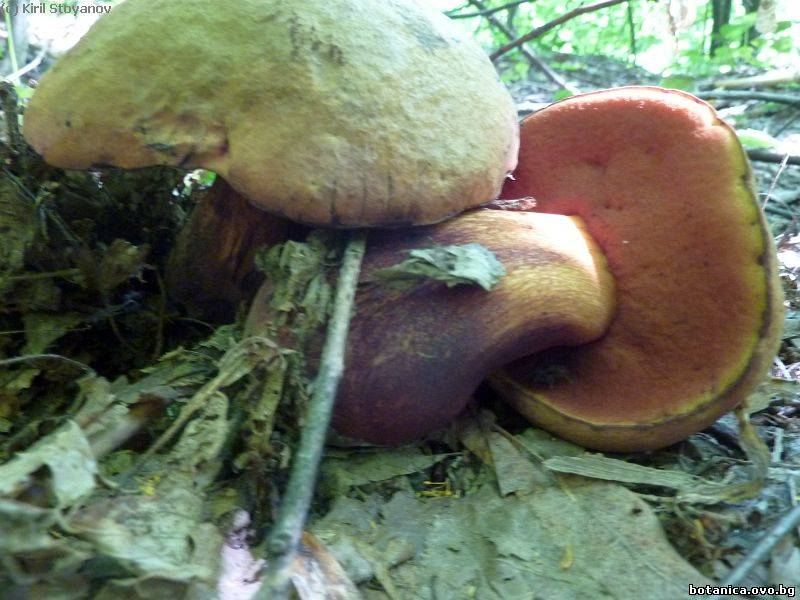 Boletus satanas