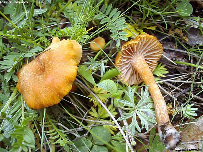 Laccaria laccata