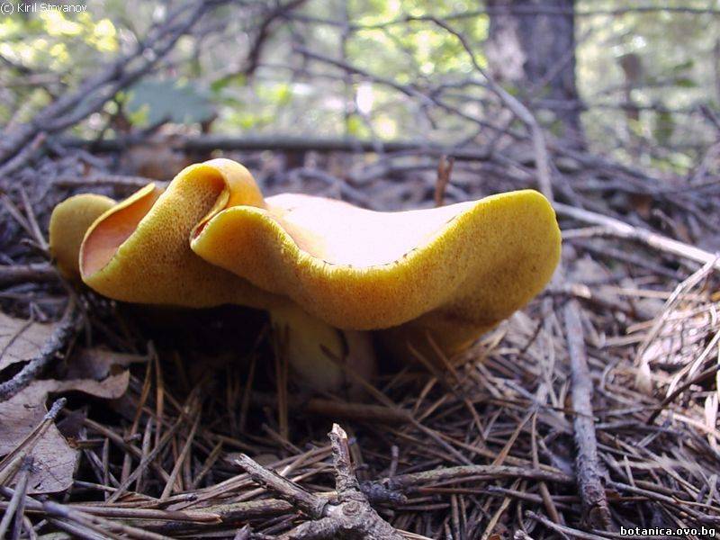 Suillus luteus