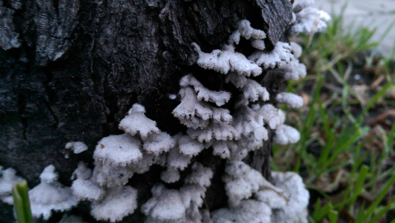 Schizophyllum commune