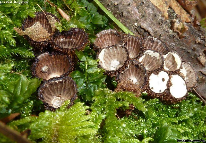 Cyathus striatus