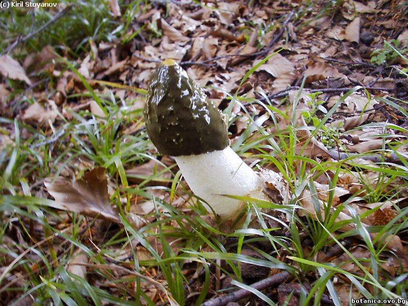 Phallus impudicus