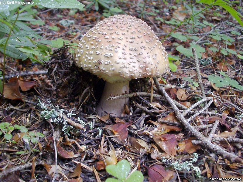 Amanita rubescens