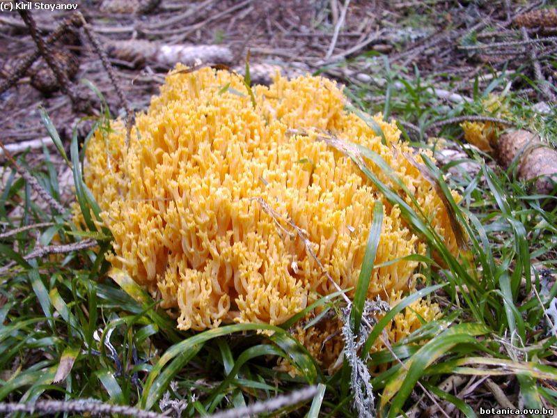 Calocera viscosa