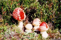 Amanita muscaria