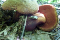 Boletus satanas