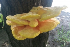 Laetiporus sulphureus