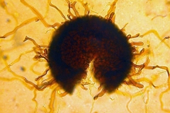 Erysiphe graminis