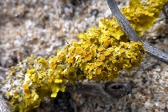 Xanthoria parietina