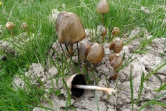 Panaeolus papilionaceus