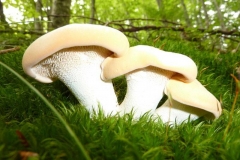 Hydnum repandum