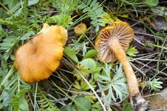 Laccaria laccata