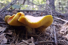 Suillus luteus