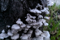 Schizophyllum commune