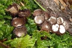 Cyathus striatus