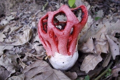 Clathrus ruber