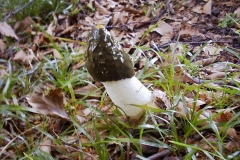 Phallus impudicus