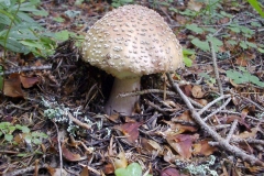 Amanita rubescens