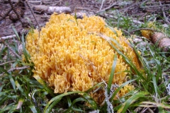 Calocera viscosa