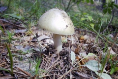 Amanita phalloides