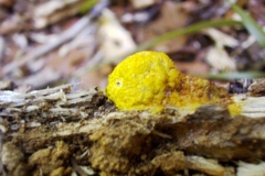 Fuligo septica