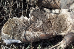 Polyporaceae, Datronia mollis