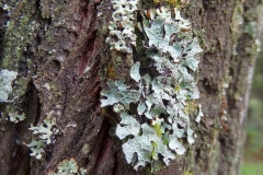 Lobaria pulmonaria