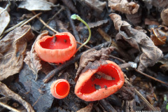 Sarcoscypha coccinea