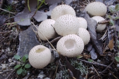 Lycoperdon perlatum