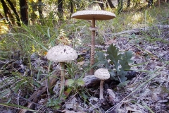 Macrolepiota procera