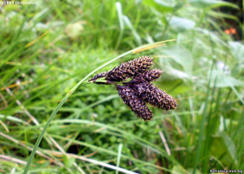 Carex atrata