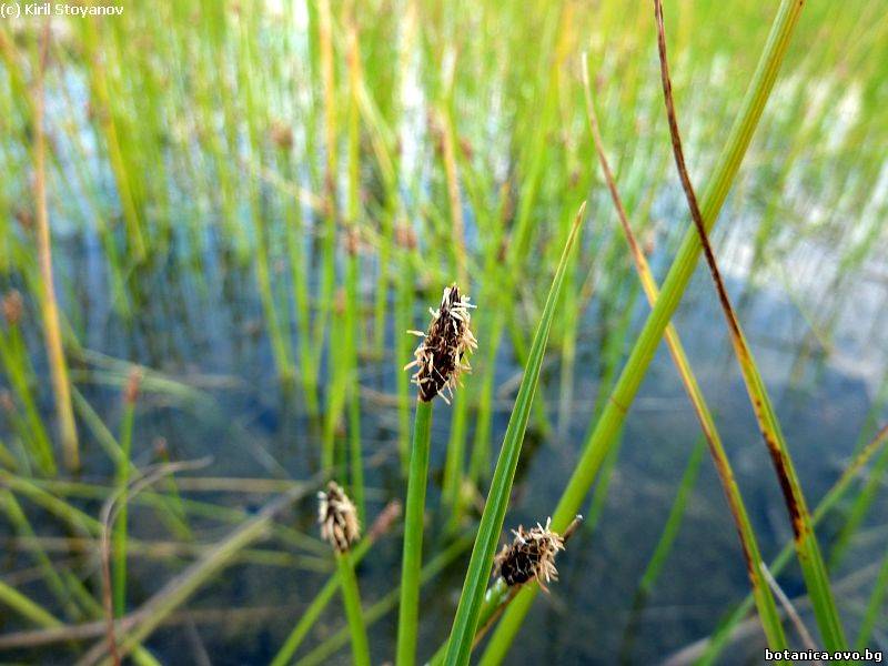 Eleocharis palustris