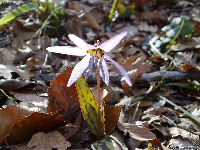 Erythronium dens-canis