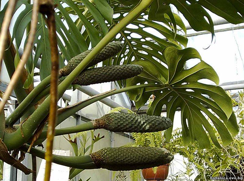 Monstera deliciosa Monstera deliciosa