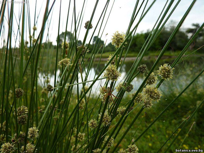 Scirpoides holoschoenus