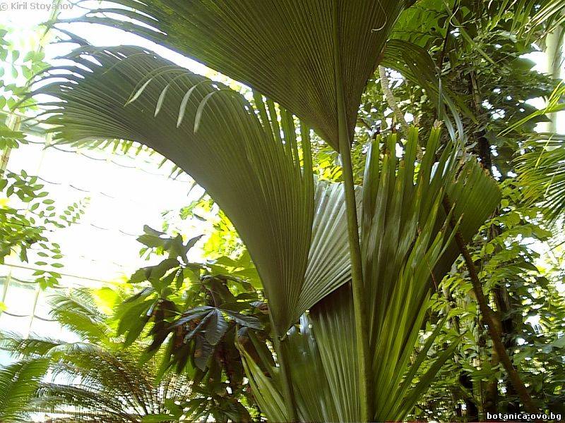 Lodoicea maldivica Lodoicea maldivica