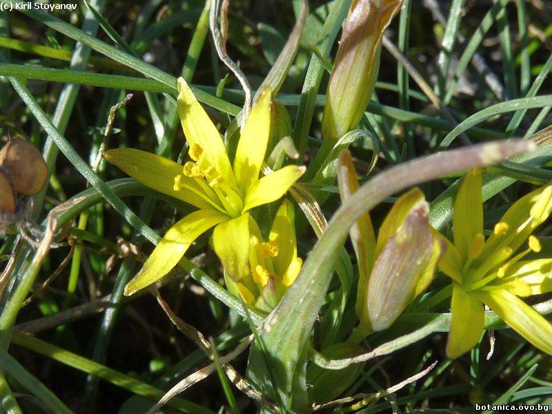 Gagea pratensis