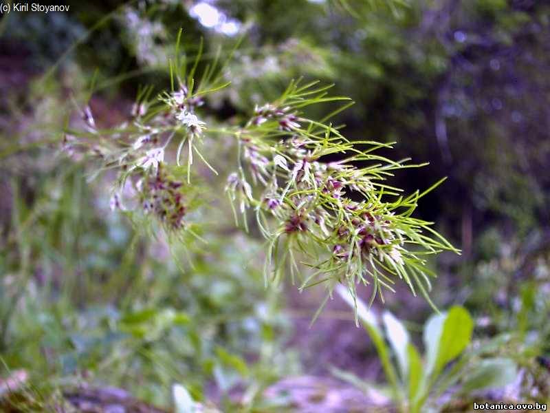 Poa bulbosa