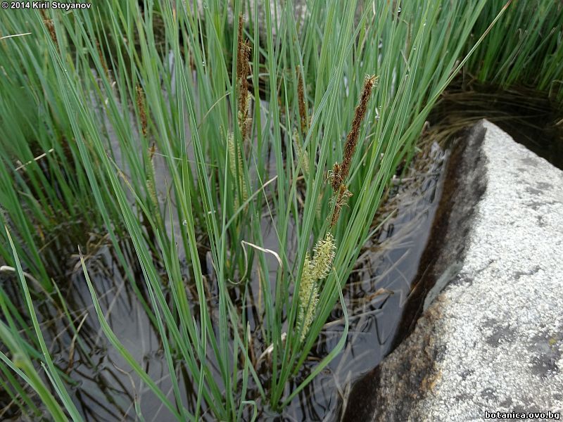 Carex acuta