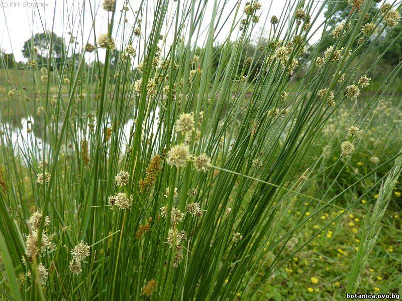 галерия Typhaceae