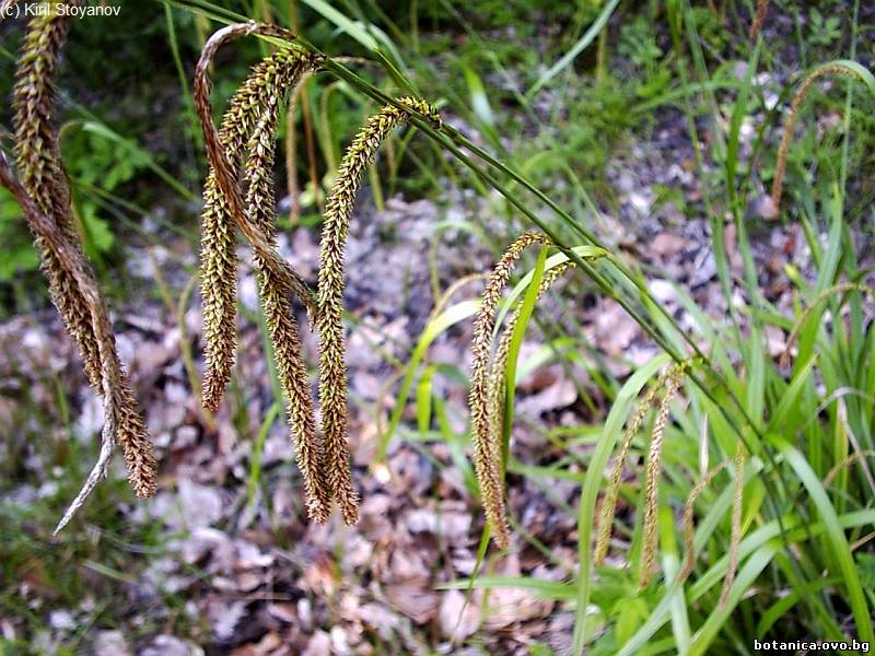 Carex pendula