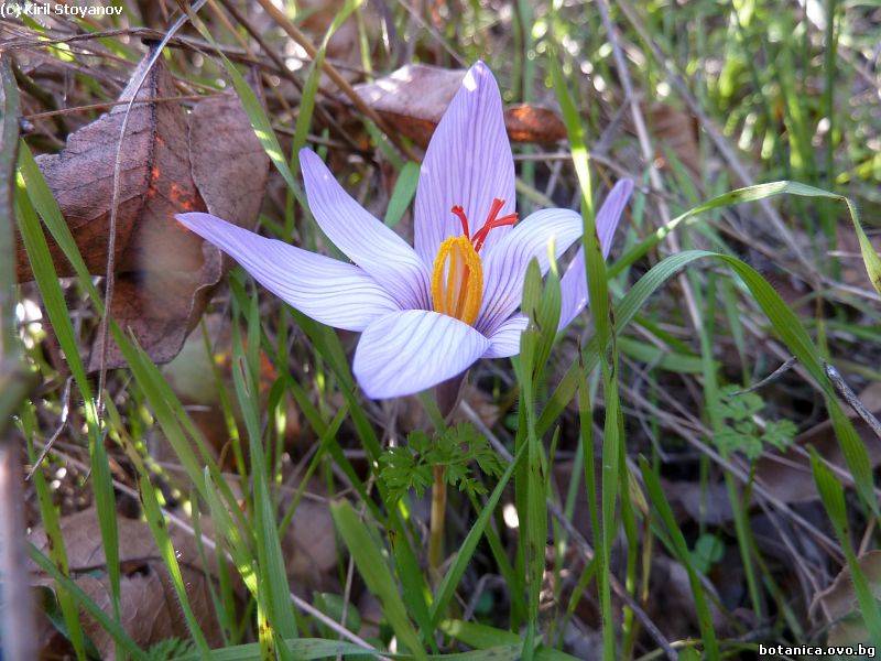 Crocus pallasii