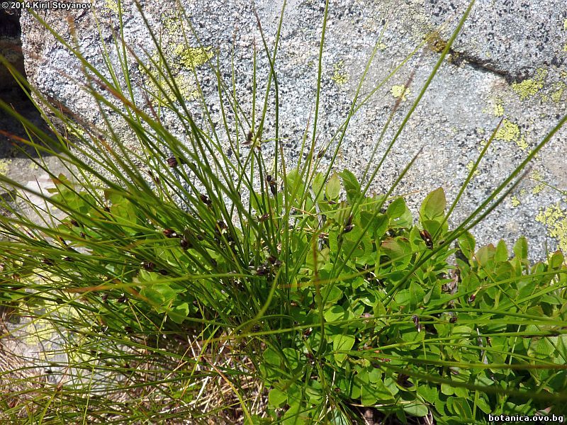 Juncus trifidus